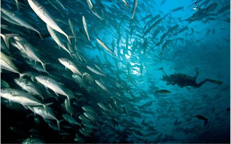 bbc oceans page samples